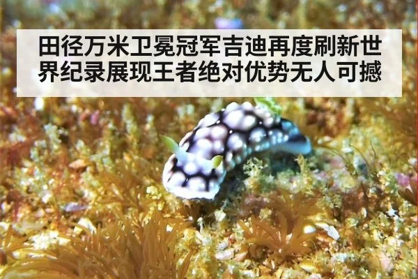 田径万米卫冕冠军吉迪再度刷新世界纪录展现王者绝对优势无人可撼